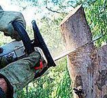 How Our Tree Care Process Works  in  Mead, CO
