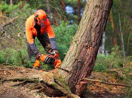 Best Tree Removal  in Mead, CO