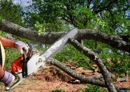 How Our Tree Care Process Works  in  Mead, CO