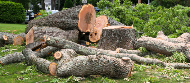Best Tree Trimming and Pruning  in Mead, CO
