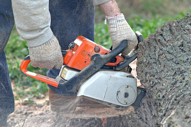 Lawn Watering Services in Mead, CO