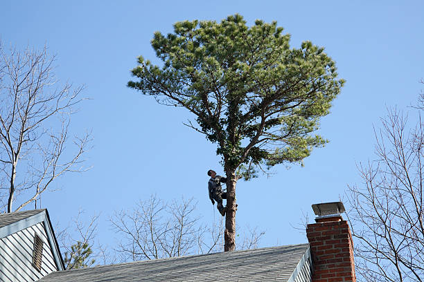 Trusted Mead, CO Tree Care Experts