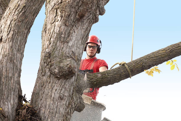 Best Tree Risk Assessment  in Mead, CO